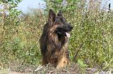 BERGER ALLEMAND 142